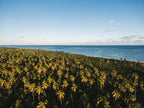 Praia do Toque V