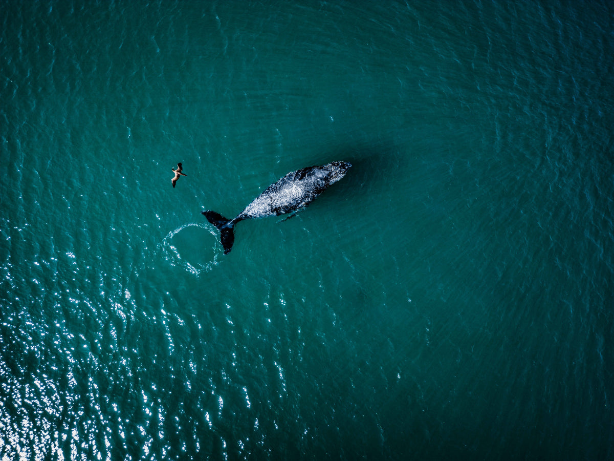 Jubarte I — Arraial do Cabo, obra de Jordana Figueira