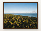 Praia do Toque V em moldura Imbuia
