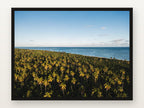 Praia do Toque V em moldura preta
